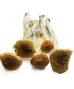 Psilocybe Cubensis
