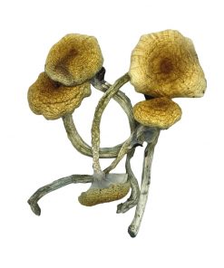 Golden Teacher Mushroom