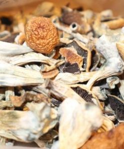 Psilocybe baeocystis