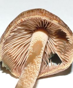 Psilocybe Aucklandiae