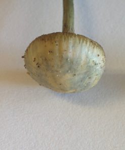 Psilocybe Quebecensis