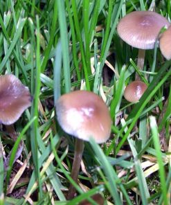 Psilocybe Stuntzii
