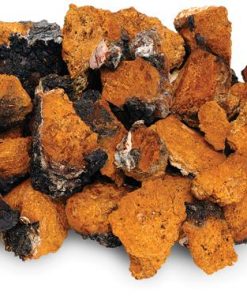 Chaga Mushroom