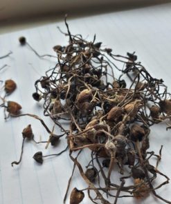 Liberty Caps