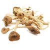 Psilocybe Mexicana