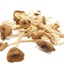 Psilocybe Mexicana