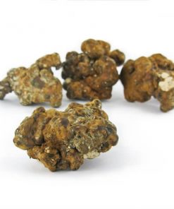 Magic Truffles Hollandia